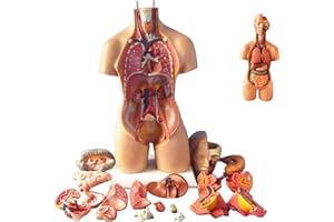 UIGJIOG 55 cm Torso Assemblierung Modell Anatomische innere Organe des menschlichen Körpers menschlicher Körper menschlicher Körper Anatomie der Brust für die Bildungsunterricht