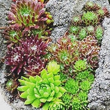 8 verschiedene Winterharte Sedum Pflanzen Fetthenne 8 verschiedene Winterharte Sedum Pflanzen Fetthenne