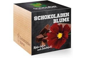 FEEL GREEN - WE CREATE NATURE Feel Green 296251 Ecocube Schokoladenblume, Blüten Duften Nach Schokolade, Nachhaltige Geschenkidee (100% Eco Friendly), Grow Your Own/Anzuchtset, Pflanzen Im Holzwürfel, Made in Austria