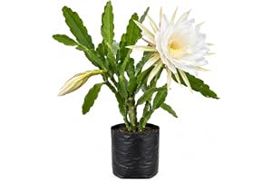 Brahma Kamal Live Plant (Saussurea Obvallata) – Sacred Himalayan Queen of the Night | Rare Flowering Outdoor & Indoor Plant with Nursery Bag (1 Live Plant)