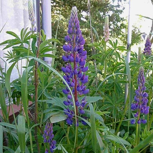 lichtnelke - Lupine (Lupinus nanus ' Gallery Blau ')