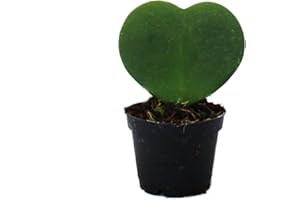 Exotenherz Hoya kerii - Herzblatt-Pflanze, Herzpflanze oder Kleiner Liebling - im 6cm Topf