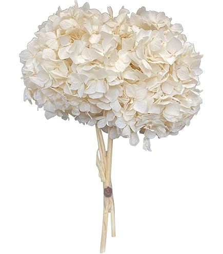 Mazzo Ortensie Stabilizzate Color Caffè - Diametro 20cm, Decorazione Casa Senza Manutenzione, Pandecor