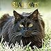 Black Cats - Schwarze Katzen 2019 - 18-Monatskalender (Wall-Kalender) by