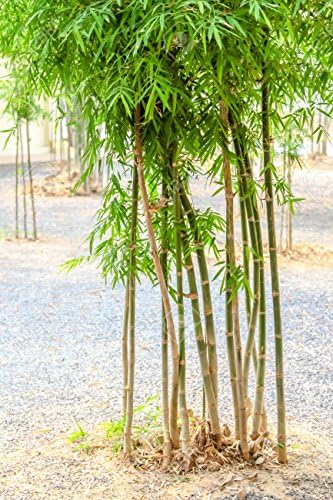 Creative FarmerCalcutta Bamboo Seeds For Garden Bamboo Seeds Garden Pack