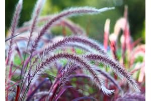 GROW YOUR SECRET GARDEN Setaria Italica 'Red Jewel' 30 Seeds - Foxtail Millet or Red Bristle Grass