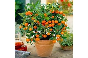 Bloom Green Co. Planta de cítricos Bonsai Mandarina Bonsai Fruta comestible Bonsai Planta de árbol Comida saludable Home Garden Fácil de cultivar 30 pcs