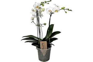 Plant in a Box - Phalaenopsis Multiflora - Orchidée Blanc - Plante d'intérieur à fleurs - Aime les chats - Pot 12cm - Hauteur 35-45cm
