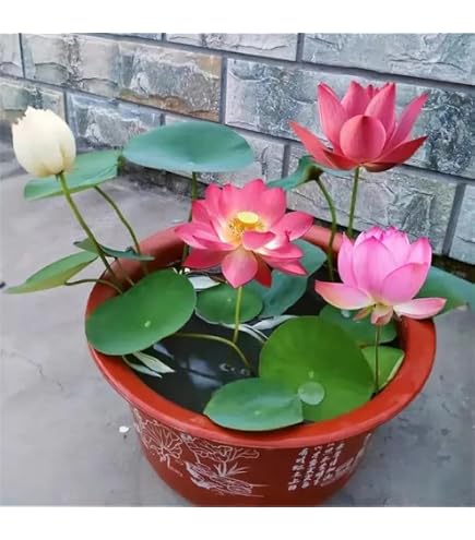 Punjab Organic Seeds Maa Lakshmi Deewali Pooja Lotus Seeds (20