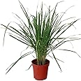 Citronella plant for mosquitoes pack of 2