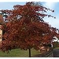 10 Red Oak Quercus rubra Field Grown 2-3ft (60-90cm) Hedging Plants Tree Whip
