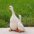Statues Ornaments, Simulation Duck Resin Statues, Realistic Mother Duck and Ducklings, Resin Artificial Duck Model Sculpture Decor Crafts DIY Ornaments White Duck for Garden Pond Decoration, 1 Set