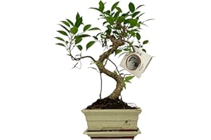 Zynesflora Bonsai Baum S-Form Keramik Schale Ø 15 cm - Höhe: 30-35 cm - Luftreinigende Zimmerpflanze Dekoration Entspannung