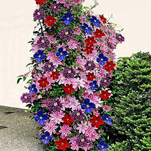 Plants De Clématites Rainbow - Lot De 4 Couleurs | Plantes Grimpantes Pour Jardin