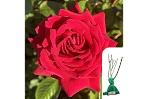 HARRINGTONS ROSES 1 x Rosa Loving Memory Hybrid Tea Rose – Stunning Red Blooms, Fragrant & Long-Blooming, Perfect for Garden Borders, Arches & Cutting Gardens - When Only The Best Will Do - Top Grade “A” Roses
