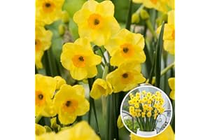 Plant in a Box - Narcissus Golden Dawn x80 - Bulbes de Jonquille - Bulbes de fleurs vivaces résistantes au froid pour le jardin, la terrasse ou le balcon