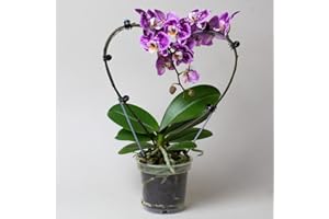 TROPICAL PLANTS UK BRITISH GROWERS Orchid House Plants – Heart-Shaped Phalaenopsis Orchid, Flowers Valentines Decorations, Indoor Plants Measuring 35cm Tall (Pink)