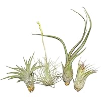 Allterra Tillandsien 4er-Mix, Tillandsia, Bromeliengewächs