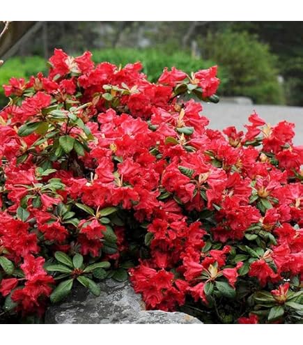 Rhododendron 'XXL Red Devil' Deep Red Flowers Large Evergreen Shrub Perfect  for Shady Borders & Containers 1x or 2X 23cm Pots by Thompson and Morgan :  Amazon.co.uk: Garden