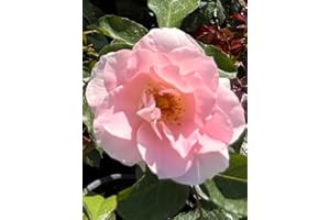 THE GARDEN ROSE COMPANY Jenny's Rose - Soft Pink Rose - 4L Potted