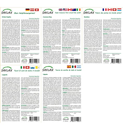 SAFLAX – Heilpflanzen – Echter Hopfen – 50 Samen – Humulus lupulus - 3