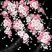 Produktbild Japonmania – Furoshiki 50 x 50 schwarz – Sakura Yukata