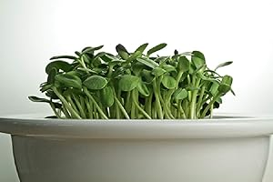 PREMIER SEEDS DIRECT SPROUTING SUNFLOWER SEEDS - ORGANIC/BIO - 40GM