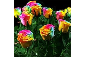 FLOWER FIELD STORY 100 Pezzi Rare Cespugli Di Rose Arcobaleno Rosa Seme Di Fiore Pianta Perenne Semi Di Piante Bonsai Semi FAI DA TE Giardino E Casa Di Impianto