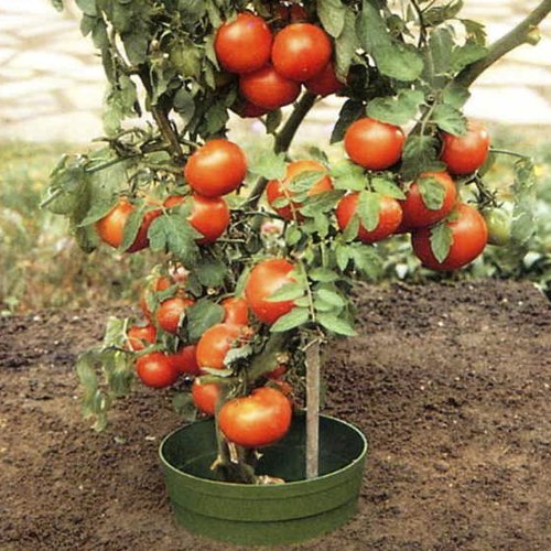 AQUARING 10-er Set, Ø 20 cm grün - 6