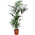 Plant in a Box - Howea forsteriana - Palma da appartamento - Vaso 18cm - Altezza 90-100cm - Pianta verde - Sempreverde