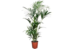 Plant in a Box - Kentia Palmier - Howea Forsteriana - Plante verte interieur vivante - Purifiante - Pot 18cm - Hauteur 90-100cm