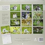 Image de Chatons Calendrier 2016