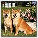 Shiba Inu 2017 - 18-Monatskalender mit freier DogDays-App: Original BrownTrout-Kalender [Mehrsprachig] [Kalender] (Wall-Kalender) by 
