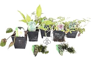 LINCOLNSHIRE POND PLANTS LTD Lincolnshire Pond Plants Bee Pack Potted