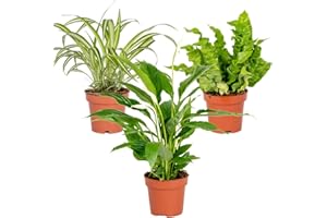 BLOOMIQUE Set di 3 piante da bagno, Spatiphyllum, Asplenium, Clorophytum, diametro 12 cm, 25, 45 cm