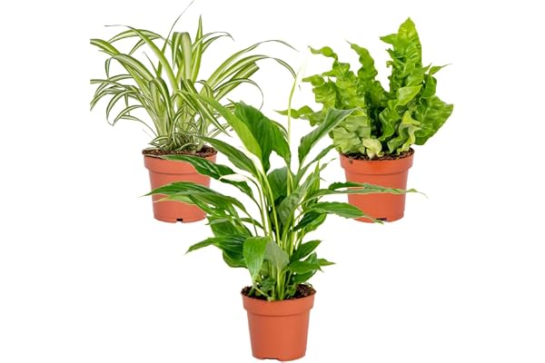 Bloomique - Lot de 3 - Mélange pour la salle de bain - Spathiphyllum, Asplenium, Chlorophytum - Dépolluantes - 25-45 cm