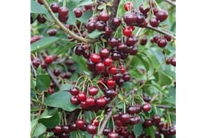 BAUMSCHULE MÜLLER Sauerkirsche 'Schattenmorelle' ca. 150 cm im 7,5 Liter Topf