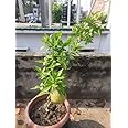 Thai Bael Plant Grafted and Hybrid Plants बिल्व, बेल For your home and graden Outdoor Fruit Plant (Pack Of 1)
