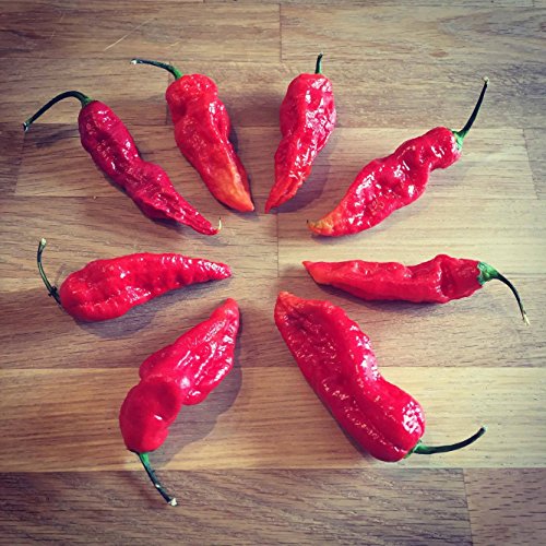 Bhut Jolokia Red 20 Samen (eine der extrem scharfen Chilis der Welt) mit Spitzenwerten von 1.000.000 Scoville