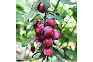 Dwarf Patio Victoria Plum Tree, in a 6L Pot, Miniature & Self-Fertile 3fatpigs®