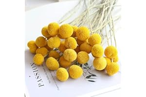 XIZHI 30 Tallos de Flores secas Naturales de Craspedia de 2,5 a 4 cm de diámetro, Ramo de Bolas de Botones Amarillos, Ramo de Flores secas Naturales para arreglos Florales y decoración del hogar