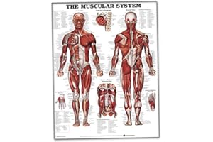 NIDONE Sistema Muscular Cuadro de Pared Aprendizaje Anatómico 50x70cm Póster de Tela de Seda Cuadro de Anatomía Muscular Decoración de Oficina