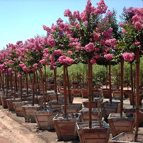 Lagerstroemia indica "Rubra" - alberello [Vaso Ø24cm]