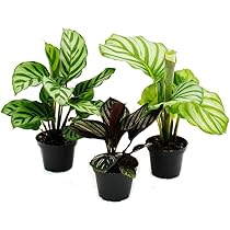 Exotenherz Alocasia Black Cobra - Schwarze Kobra Zimmerpflanze 14cm Topf