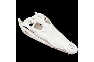 KSVMOAG Taxidermy Real Animals Skulls, Real Bones Specimen, Taxidermy Supplies for Science Education,oddities gift (Aligator Skull)