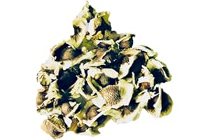 SAMENCHILISHOP 10 Samen Meerrettichbaum -Moringa oleifera- (frischer Direcktimport) Top Qualität -Sehr schnell wachsender Baum- >Viele Wichtige Vitamine<