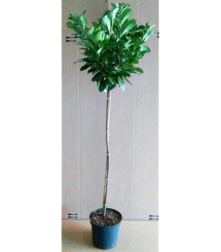 Lorbeerkirsche Hochstamm Kugel 170180 cm  Prunus lusitanica, immergrn,  winterhart, dekorativer Kugelbaum : Amazon.de: Garten