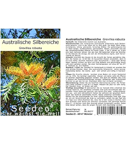radermachera bonsai care Radermachera Sinica | China Doll Plant main image 1