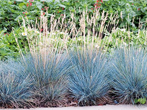Blauschwingel Festuca glauca - winterhart immergrün Bodendecker mehrjährig - Ziergras von Garten Schlüter
