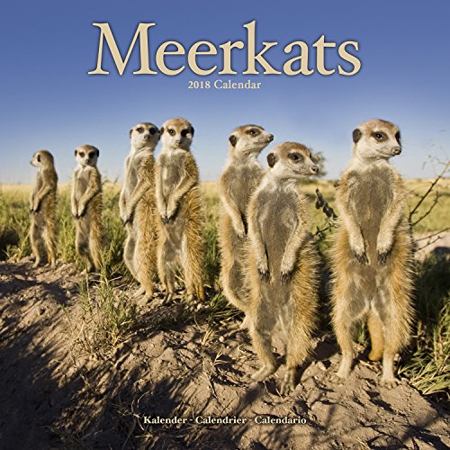 Download MEERKATS (Square) Download MEERKATS (Square)